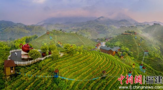 圖為三明市大田縣屏山生態(tài)茶園。