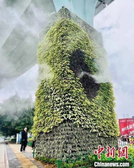 8月31日，美格農(nóng)藝參與的廈門BRT綠化建設(shè)工程，把廈門裝點得更加美麗迷人?！?美格農(nóng)藝 供圖)