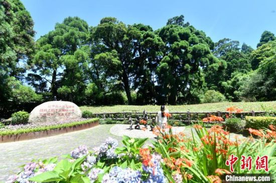 6月21日，福州鼓嶺柳杉王公園內(nèi)，柳杉樹郁郁蔥蔥，見證著生生不息的中美友誼。　中新社記者 呂明 攝